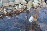 winter debris caught in the ice