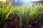 Daffodils in sunshine