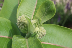 in the front bed, the milkweed budding