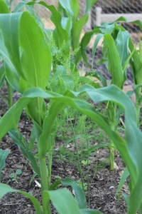 asparagus among the corn